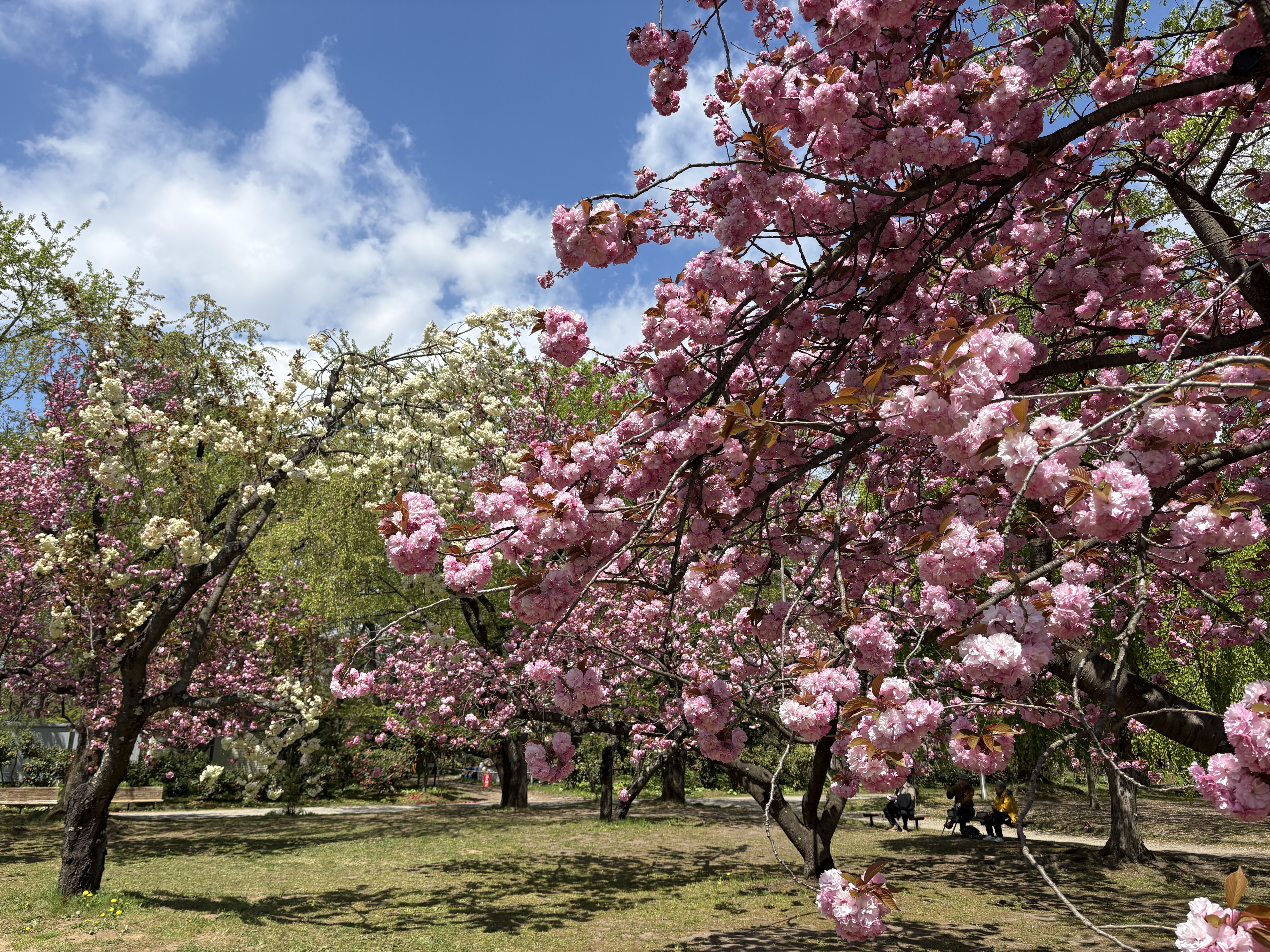 GWはぜひ弘前公園の満開の八重桜を🌸夜は弘前の街で思い出を深めて